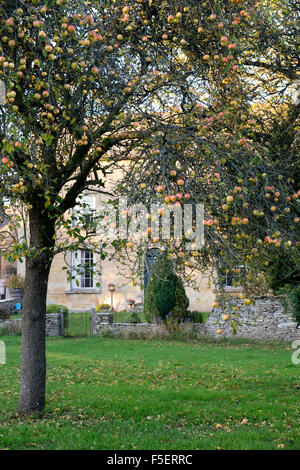 Cotswold cottage et apple tree in Naunton. Cotswolds, Gloucestershire, Angleterre Banque D'Images