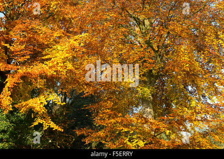 Fagus sylvatica. Avec l'automne feuillage hêtre dans la campagne des Cotswolds. Le Gloucestershire, Angleterre. Banque D'Images