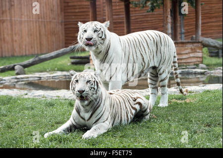 Deux tigres du Bengale blanc en photo dans l'enceinte du Zoo Banque D'Images