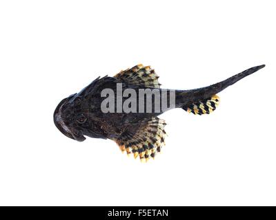 Lophius piscatorius poisson de mer sur fond blanc Banque D'Images