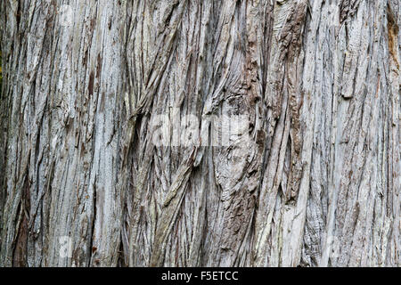 Cupressus macrocarpa. Cyprès de l'écorce des arbres close up abstract Banque D'Images