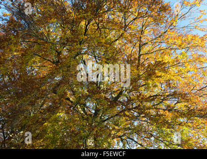 Fagus sylvatica. Beech tree avec feuillage de l'automne dans la campagne des Cotswolds. Le Gloucestershire, Angleterre. Banque D'Images