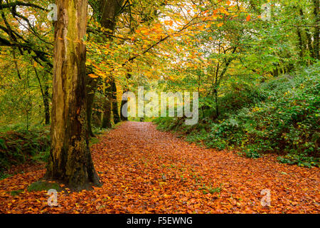 À l'automne dans l'Est de Cornwall Golitha Banque D'Images