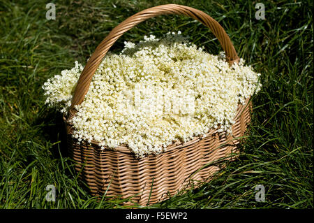 Fleurs de sureau (Sambucus nigra) en réorganisation de panier. Banque D'Images