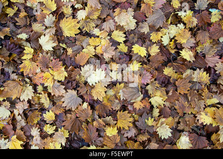 Acer japonicum vitifolium . Feuilles d'érable japonais Downy tombé sur un plancher de bois Banque D'Images