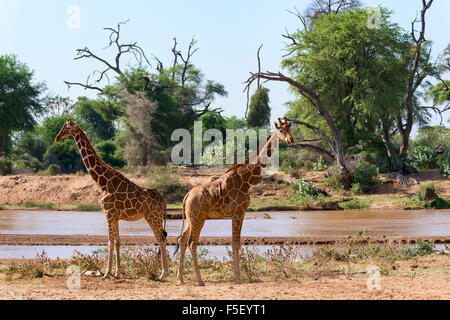 Giraffe réticulée ou Somali girafes (Giraffa camelopardalis reticulata) courir le long de la rivière, la réserve nationale de Samburu, Kenya
