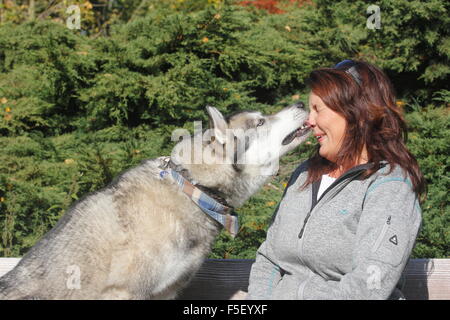 Husky de Sibérie rocé de lécher le visage de propriétaire, en Rhénanie du Nord-Westphalie, Allemagne Banque D'Images