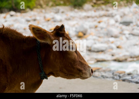 Couleur brun indiens innocents face vache se tient juste en face de la rivière ganga dans chamoli district près de Badrinath, Uttrakhand, Inde Asie Banque D'Images