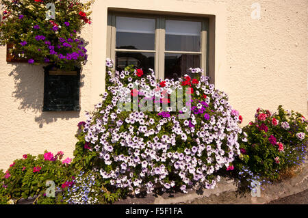 Les jardinières et Hanging Basket remplie de géraniums aux couleurs vives et verveines Les Pétunias Banque D'Images