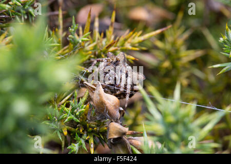 Orb angulaire Spider Araneus angulatus tissage ; Cornwall, UK Banque D'Images