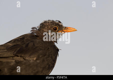 ; Blackbird Turdus merula seul mâle mue ; Cornwall, UK Banque D'Images