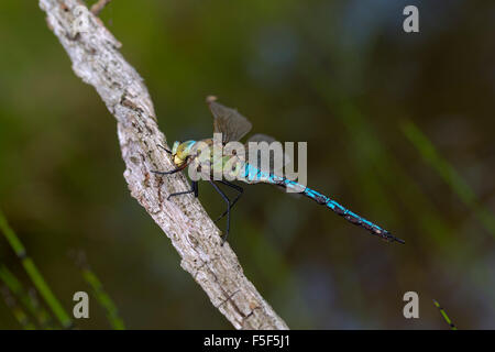 Libellule Anax imperator empereur ; homme célibataire, Cornwall, UK Banque D'Images