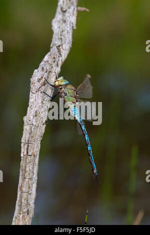 Libellule Anax imperator empereur ; homme célibataire, Cornwall, UK Banque D'Images