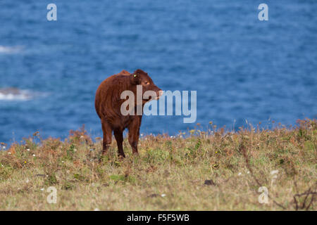 Ruby red Devon Îles Scilly ; UK Banque D'Images