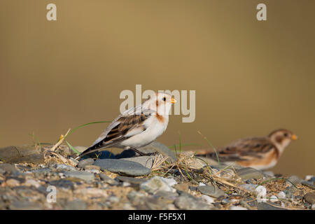 Bruant des neiges, Plectrophenax nivalis deux, homme et femme, Cornwall, UK Banque D'Images