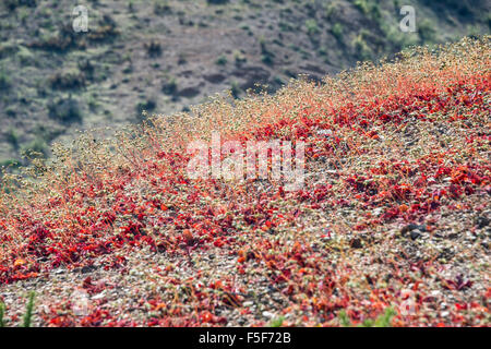 La floraison du désert (Espagnol : desierto florido) dans l'Atacama chilien. L'événement est lié à l'El Niño Banque D'Images