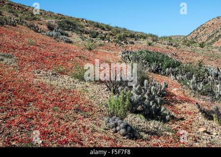 La floraison du désert (Espagnol : desierto florido) dans l'Atacama chilien. L'événement est lié à l'El Niño Banque D'Images