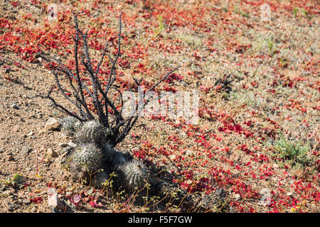 La floraison du désert (Espagnol : desierto florido) dans l'Atacama chilien. L'événement est lié à l'El Niño Banque D'Images