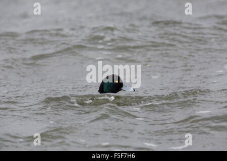 Fuligule morillon Aythya fuligula ; homme célibataire, Cornwall, UK Banque D'Images