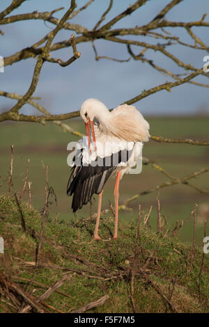 Cigogne blanche Ciconia ciconia ; lissage unique ; en captivité UK Banque D'Images