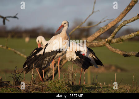 Cigogne blanche Ciconia ciconia ; trois ; deux captifs Lissage ; UK Banque D'Images