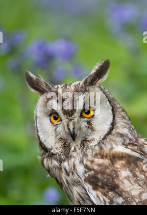 Long-eared Owl (Asio otus), Royaume-Uni Banque D'Images