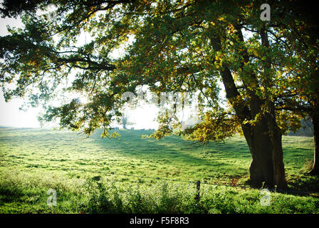 Seul Arbre de chêne rétro en mode paysage Banque D'Images
