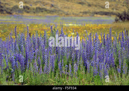 Fleurs jaunes sauvages, et la floraison de lupins, Lupinus polyphyllus, au Kura Tawhiti Conservation Area, New Zealand Banque D'Images