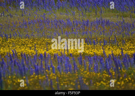 Fleurs jaunes sauvages, et la floraison de lupins, Lupinus polyphyllus, au Kura Tawhiti Conservation Area, New Zealand Banque D'Images