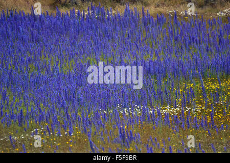 Fleurs jaunes sauvages, et la floraison de lupins, Lupinus polyphyllus, au Kura Tawhiti Conservation Area, New Zealand Banque D'Images