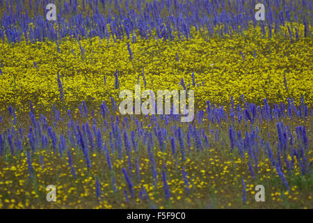 Fleurs jaunes sauvages, et la floraison de lupins, Lupinus polyphyllus, au Kura Tawhiti Conservation Area, New Zealand Banque D'Images