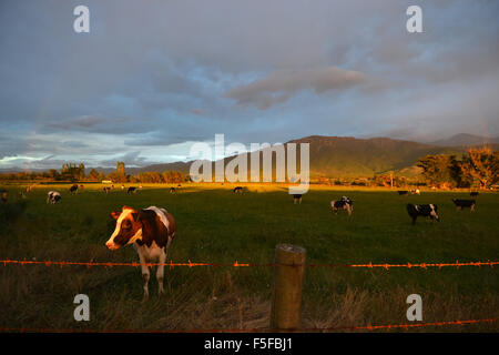 Un champ de bovins à l'aube, Kaikoura, île du Sud, Nouvelle-Zélande Banque D'Images