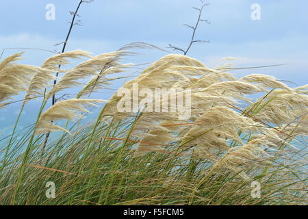 Zoomer, Austroderia sp., originaire de Nouvelle-Zélande, couvrant le littoral de la péninsule de Kaikoura, Kaikoura, New Zealand Banque D'Images