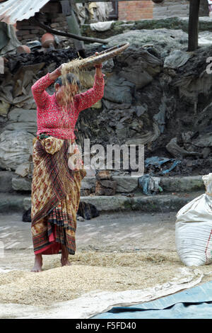Vent femme népalaise vanner (séchage et triage) peu de temps après la récolte de riz dans Bhaktapur, Népal. Banque D'Images