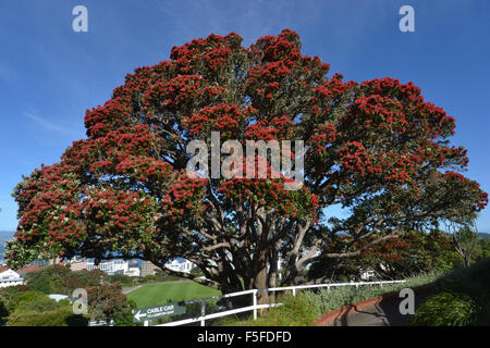 Arbre Pohutukawa Arbre de Noël ou de la Nouvelle-Zélande, Metrosideros excelsa, floraison, endémique, le Jardin botanique de Wellington, Nouvelle-Zélande Banque D'Images