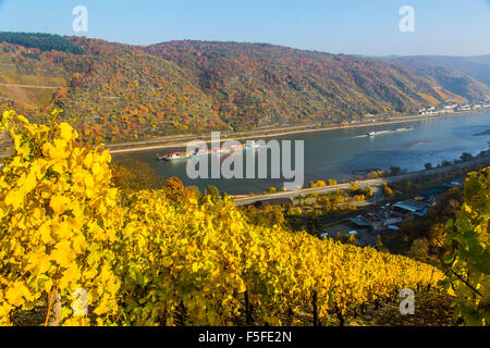 La vallée du Haut-Rhin moyen, à l'automne, près de Kaub, Allemagne, de vignes en automne les couleurs, Banque D'Images