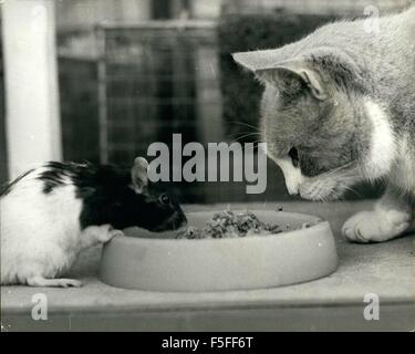 1967 - Parler d'Feeding-Time Au Zoo ! Au moment de l'alimentation Mme Doris Gash's animal sanctuary a toujours quelque chose d'une affaire si cosmopolite - Cosmopolitan est le mot juste. Multi-raciale peut-être serait une meilleure description de la-rencontres à moal-temps, quand aussi susceptibles que pas, vous trouverez le rat rocheux se joindre à Tarquin le chat à la mandarine le bol d'alimentation. Mme Gash exécute son sanctuaire à Tilehurst, près de Reading, Berkshire, sans aucun soutien de la protection animale, en fournissant les fonds nécessaires elle-même. Elle travaille très fort - et de longues heures dans la négociation - prendre soin Banque D'Images