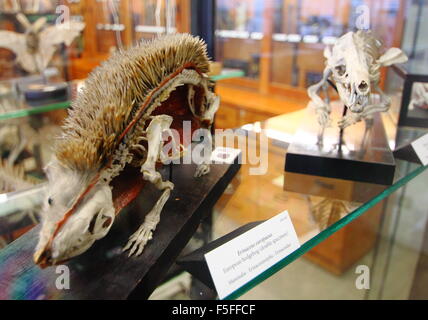 Spécimens zoologiques sur l'affichage à l'intérieur de l'Alfred Denny Museum de l'Université de Sheffield, Yorkshire Angleterre UK UE Banque D'Images