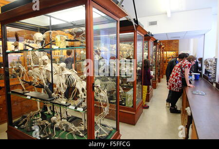 Parcourir les visiteurs de spécimens zoologiques sur l'affichage dans l'Alfred Denny Museum, à l'Université de Sheffield, Yorkshire Angleterre UK Banque D'Images