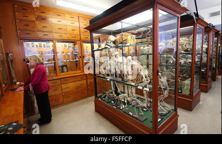 Parcourir les visiteurs de spécimens zoologiques sur l'affichage dans l'Alfred Denny Museum, Université de Sheffield, Yorkshire Angleterre UK UE Banque D'Images