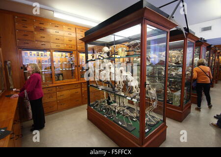 Parcourir les visiteurs de spécimens zoologiques sur l'affichage à Alfred Denny Museum, Université de Sheffield, Yorkshire Angleterre UK Banque D'Images