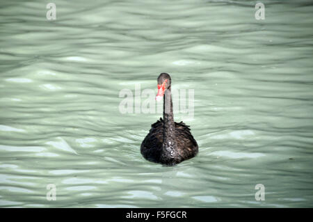 Black Swan, Cygnus atratus, Lac Rotorua, Rotorua, île du Nord, Nouvelle-Zélande Banque D'Images