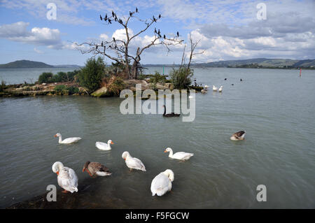 L'oie domestique, Anser anser domesticus ou Anser cygnoides, et autres oiseaux d'eau, le Lac Rotorua, Rotorua, Nouvelle-Zélande Banque D'Images