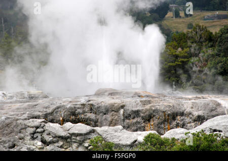 Pohutu geyser vu du village maori de Whakarewarewa, Rotorua, île du Nord, Nouvelle-Zélande Banque D'Images