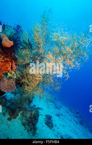 Paysage récifs tropicaux colorés avec les coraux mous, Bali, Indonésie Banque D'Images