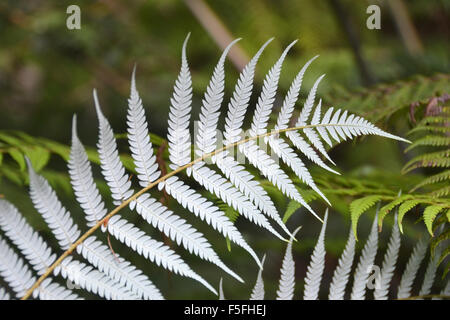 Silver Fern, Cyathea dealbata, Matapouri, île du Nord, Nouvelle-Zélande Banque D'Images