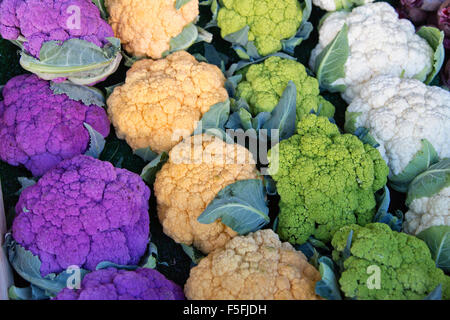 Choux-fleurs colorés récoltés, mauve, orange, vert et blanc. Banque D'Images