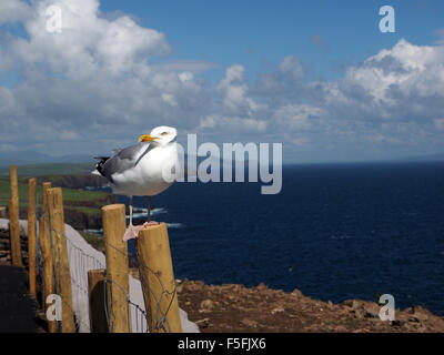 Sur la mer avec des nuages d'oiseaux marins et d'un équilibre précaire sur le post à Slea Head sur la péninsule de Dingle, Irlande à l'Est Banque D'Images