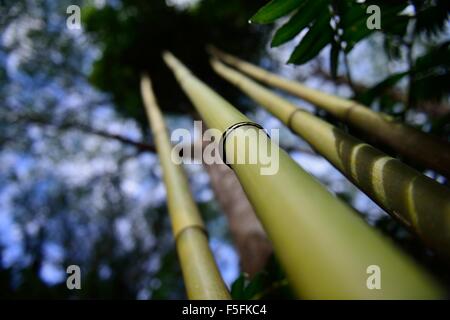 Shot artistique de plusieurs tiges de bambou dans Oahu Hawaii. Banque D'Images