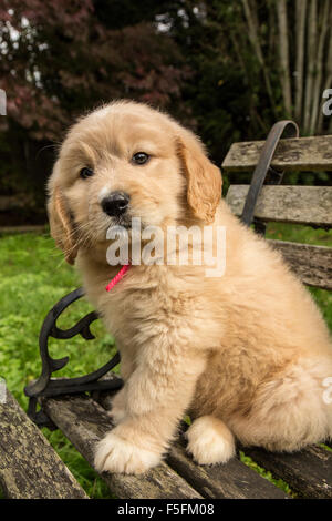 Sept semaines chiot mignon Goldendoodle assis sur un banc en bois rustique à Issaquah, Washington, USA Banque D'Images